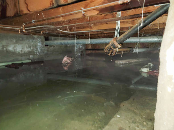 Best Mold removal after water damage  in Yorkville, NY